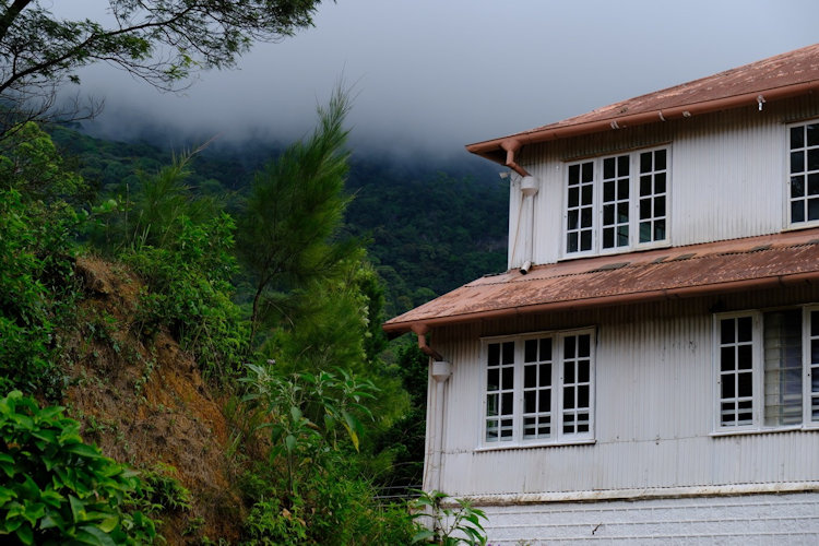 Sri Lanka tea plantation